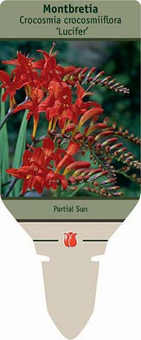 Crocosmia crocosmiiflora 'Lucifer'