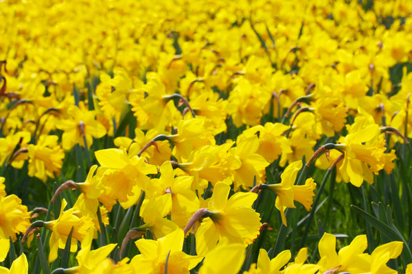 Daffodils 6" Pot