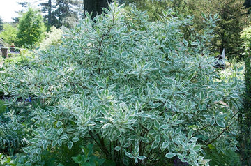 Dogwood 'Tatarian'