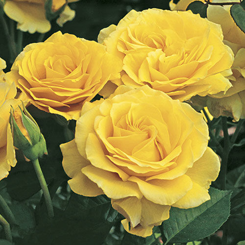 Rose Tree 'Doris Day'