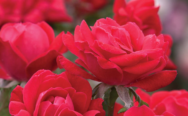 Rose 'Double Knock Out'