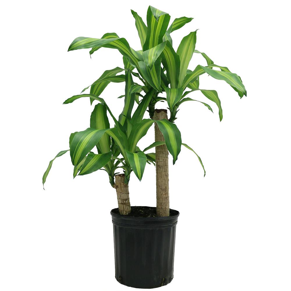 mass cane plant indoor or outdoor Massangeana Cane (Corn Plant)