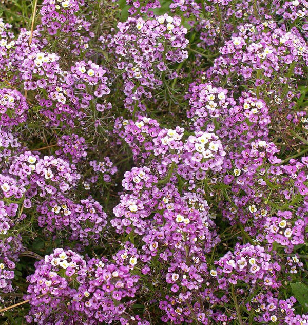 Alyssum