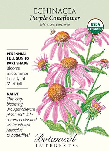 Echinacea 'Purple Coneflower'