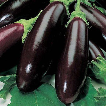 Eggplant 'Long Purple Italian'