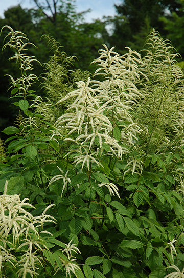 Goatsbeard
