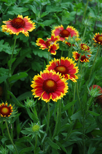 Blanket Flower 'Goblin'