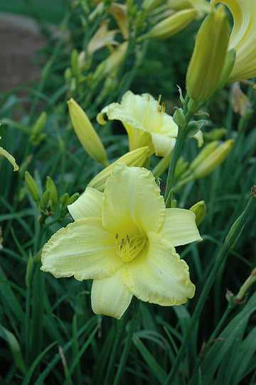 Daylily 'Happy Ever Appster Happy Returns'