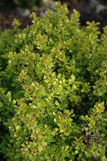 Barberry Japanese 'Golden Nugget'