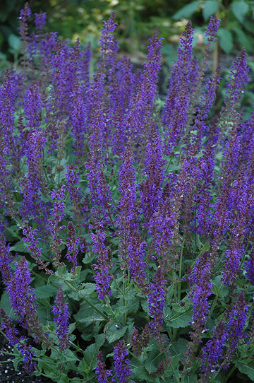 Salvia 'May Night'