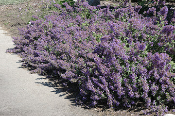 Catmint 'Walker's Low'