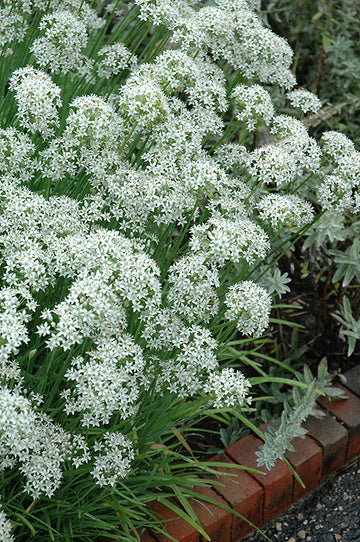 Chives Garlic