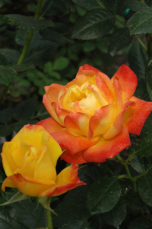 Rose 'Judy Garland'