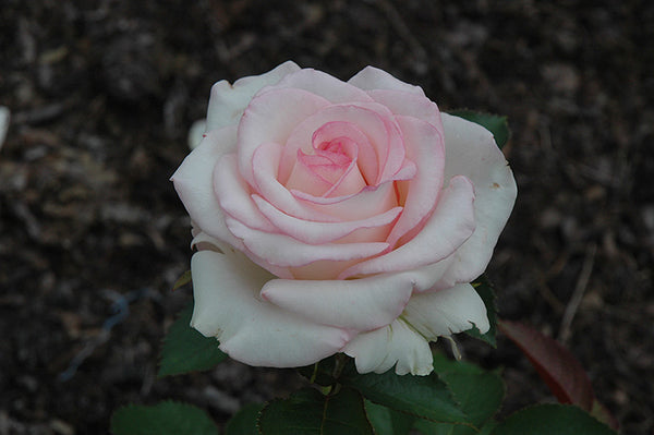 Rose 'Moonstone'