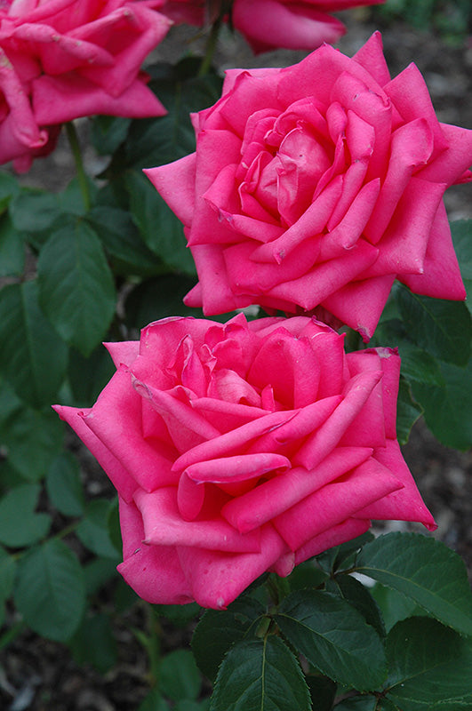 Rose 'Miss All American Beauty'