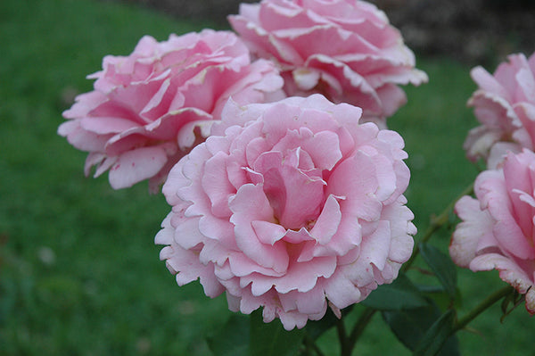 Rose 'Memorial Day'