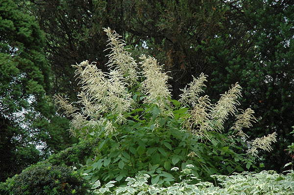 Goatsbeard