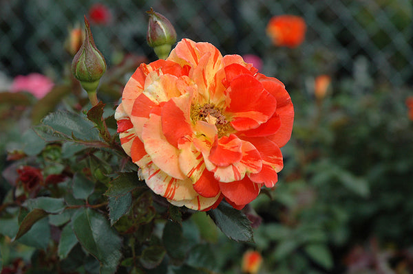 Rose 'Oranges 'n' Lemons'