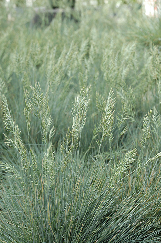 Blue Fescue 'Elijah Blue'