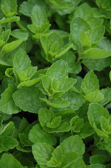 Mint 'Spearmint'