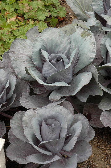 Cabbage 'Ruby Perfection'