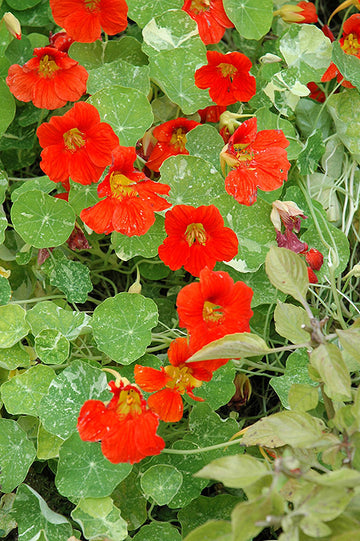 Nasturtium