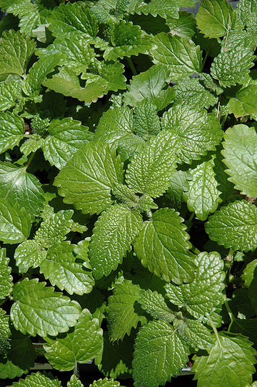 Lemon Balm