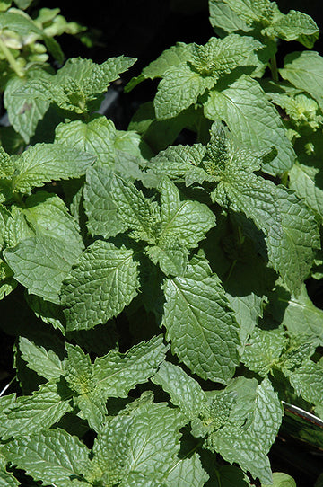 Mint 'Mojito '