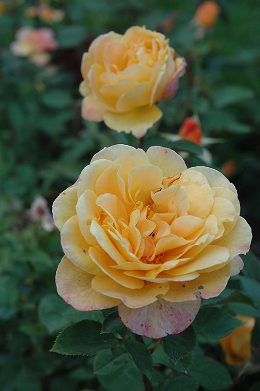 Rose 'Strike It Rich'