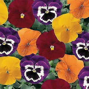 Pansy 6-Pack