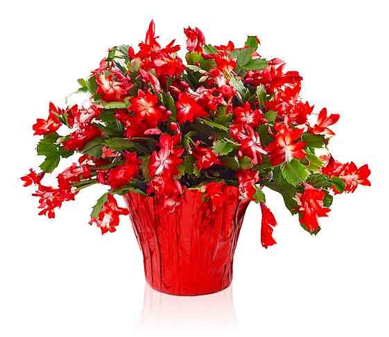 holiday cactus Holiday Cactus