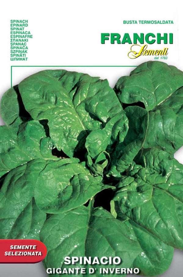 Spinach 'Gigante d'Inverno'