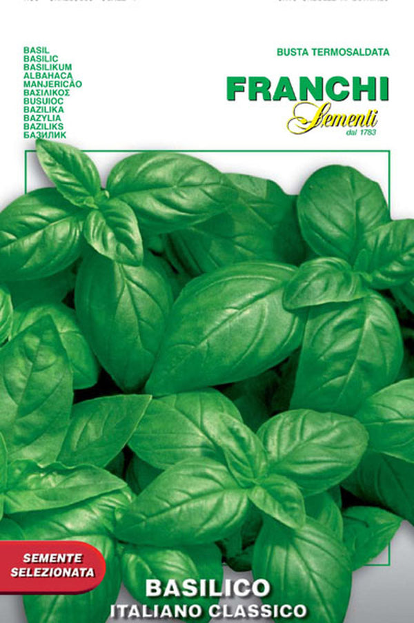Basil 'Italiano Classico'