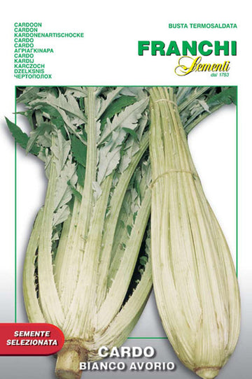 Cardoon 'Bianco Avorio'
