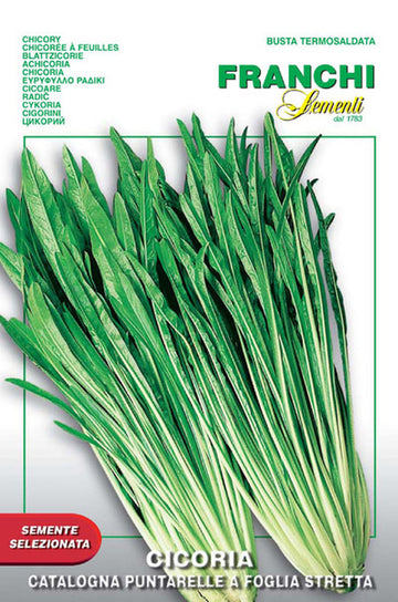 Chicory 'Catalogna Puntarelle a Foglie Stretta'