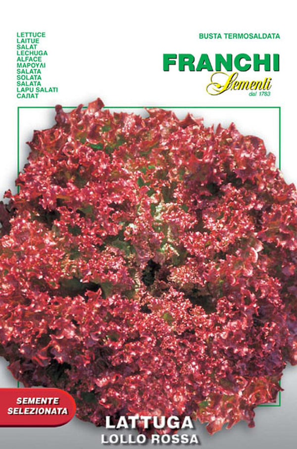 Lettuce 'Lollo Rossa'
