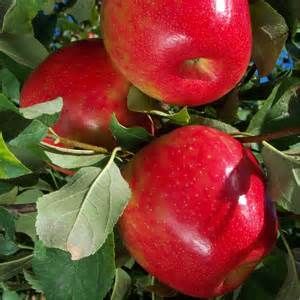 Apple - Malus pumila 'Firestorm Honeycrisp'