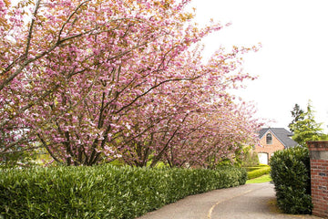 Flowering Cherry - Prunus serrulata 'Kwanzan'