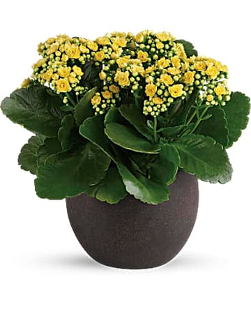 Teleflora Forever Yellow Kalanchoes