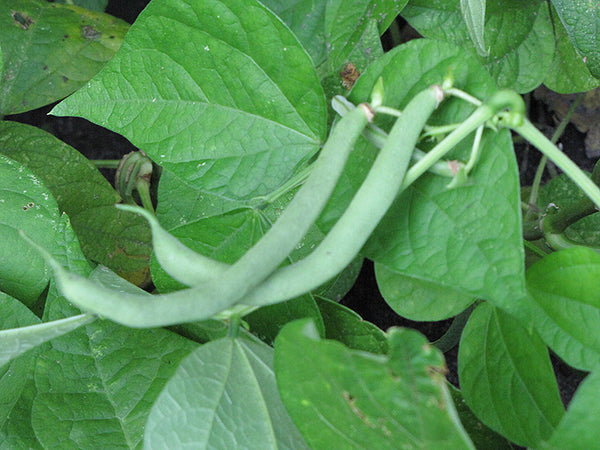 Bean 'Tendergreen Bush'