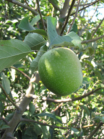 Apple - Malus domestica 'Granny Smith'