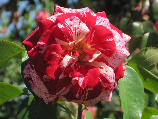 Rose 'Rock And Roll'