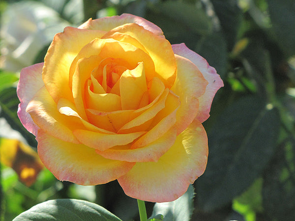 Rose 'Gold Medal'