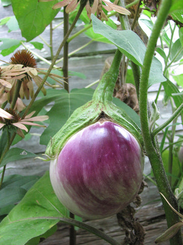 Eggplant 'Rosa Bianca'