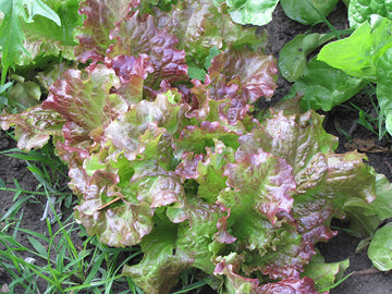 Lettuce 'Red Salad Bowl'