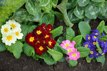 Primrose