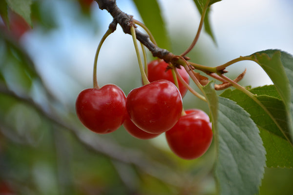 Cherry - Prunus 'Montmorency' (sour)