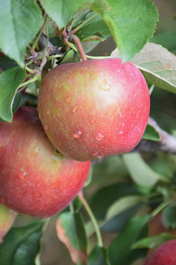 Apple - Malus domestica ‘Red Delicious’