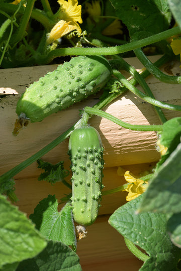Cucumber 'Pick-a-Bushel'