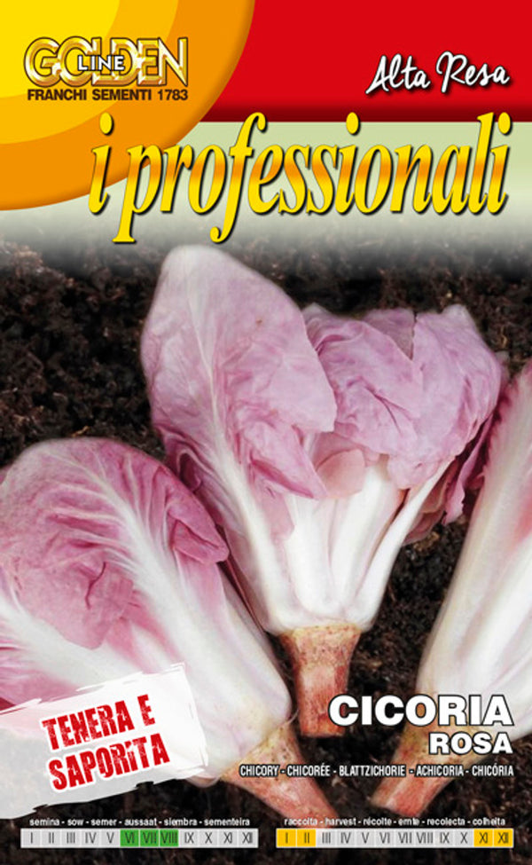 Chicory 'Rosa Pink Radicchio'